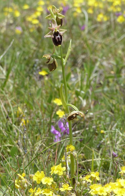 Forme ibride di Ophrys aranifera/sphegodes x Ophrys dinarica  9 giugno 2025  alto aquila